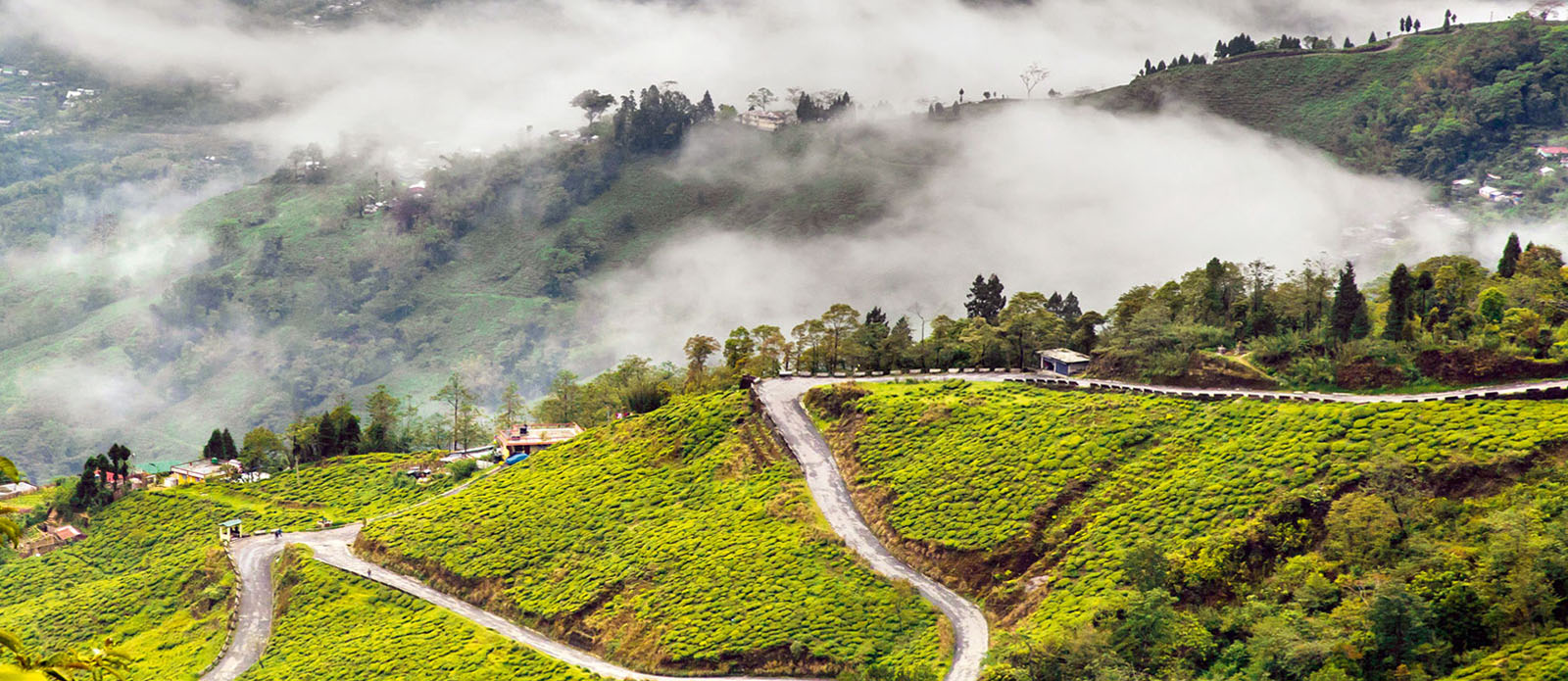 Darjeeling - Covered Wallpaper